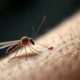 Ilustrasi: Nyamuk Aedes Aegypti.