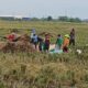 Panen Merosot, Petani Tirtajaya Merugi. Petani di Gempol Karya, Tirtajaya, mengeluhkan hasil panen anjlok akibat hama, pupuk langka, dan saluran irigasi macet.